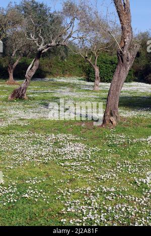 Wilde Gänseblümchen blühen auf Sardinien, Italien Stockfoto