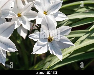 Eine Nahaufnahme der klaren weißen sternförmigen Blüten der frühlingshaften Glühbirne Ipheion 'Alberto Castillo' Stockfoto