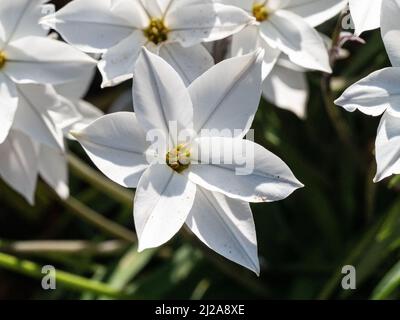 Eine Nahaufnahme der klaren weißen sternförmigen Blüten der frühlingshaften Glühbirne Ipheion 'Alberto Castillo' Stockfoto