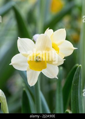 Eine Nahaufnahme der zierlichen blassgelben Blüten des Zwergs Narcissus Minnnow Stockfoto