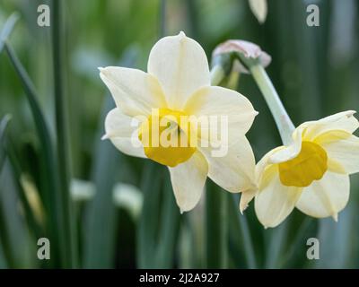 Eine Nahaufnahme der zierlichen blassgelben Blüten des Zwergs Narcissus Minnnow Stockfoto