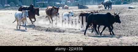 Verschiedene Arten und farbige watusi-Rinder laufen in einem Zoo namens beekse bergen in Hilvarenbeek, Niederlande, über eine Ebene Stockfoto