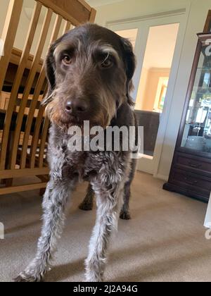 Brauner Labradoodle-Hund, der auf einen Spaziergang gehen will, steht mit braunem fröhlichen Bart Doodle-Hunde in einem freundlichen, grauen, schlau aussehenden Hund Stockfoto