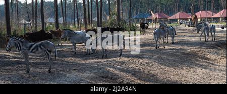 Mehrere Steppen- und Savannentiere wie Zebras, afrikanische Rinder, Giraffen und ein Strauß befinden sich auf sandigen Böden in einem Zoo namens Safaripark Bee Stockfoto