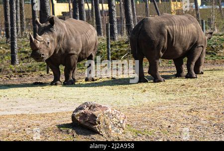 Stehende Nashörner genießen die Sonne im Safaripark Beekse Bergen in Hilvarenbeek, Noord-Brabant, Niederlande Stockfoto