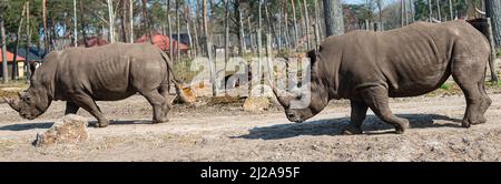 Wandern Nashörner Genießen Sie die Sonne in einem Zoo namens Safari Park Beekse Bergen in Hilvarenbeek, Noord-Brabant, Niederlande Stockfoto