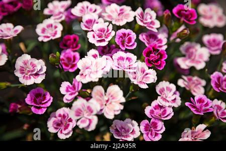 Kleine schöne Blüten in verschiedenen Rottönen Stockfoto