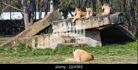 Mehrere Löwinnen liegen auf einem Felsen und genießen die Sonne in einem Zoo namens Beekse Bergen in Hilvarenbeek, Noord-Brabant, Niederlande Stockfoto