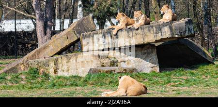 Mehrere Löwinnen liegen auf einem Felsen und genießen die Sonne in einem Zoo namens Beekse Bergen in Hilvarenbeek, Noord-Brabant, Niederlande Stockfoto