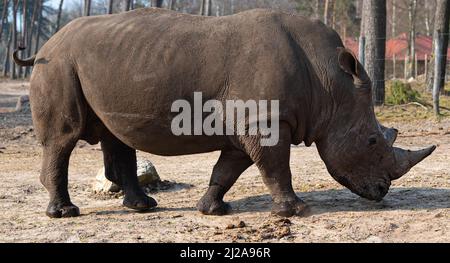 Das stehende Nashorn genießt die Sonne in einem Zoo namens Safaripark Beekse Bergen in Hilvarenbeek, Noord-Brabant, Niederlande Stockfoto