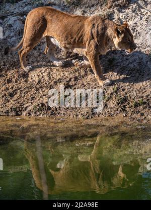 Afrikanische Löwin läuft entlang eines Flusses, wo ihre Reflexion im Safaripark Beekse Bergen in Hilvarenbeek, Noord-Brabant, Niederlande, zu sehen ist Stockfoto