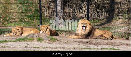 lion ruht mit Löwinnen auf dem Boden, während sie die Sonne in einem Zoo namens Safaripark Beekse Bergen in Hilvarenbeek genießen Stockfoto