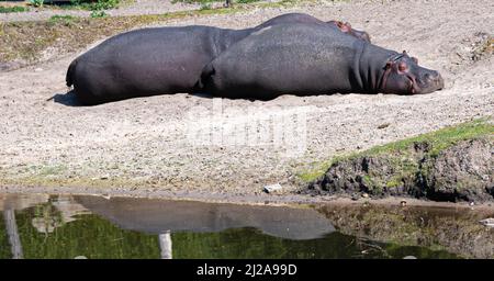 Flusspferde liegen und genießen die Sonne in ihrem Reservat im Safaripark Beekse Bergen in Hilvarenbeek, Noord-Brabant, Niederlande Stockfoto