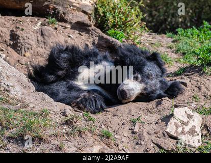 Faultier Bär liegt und genießt die Sonne in seinem Reservat in einem Zoo namens Safaripark Beekse Bergen in Hilvarenbeek, Noord-Brabant, Niederlande Stockfoto