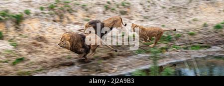löwe und Löwin jagen einen anderen Löwen, um ihr Territorium in einem Zoo namens Beekse Bergen in Hilvarenbeek, Noord-Brabant, Niederlande, zu markieren Stockfoto