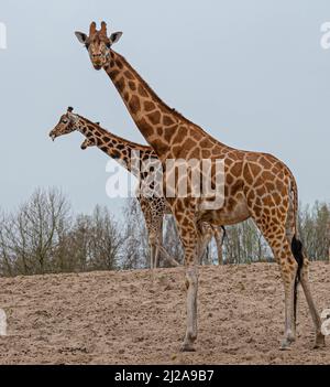 Giraffen gehen auf sandigen Boden, wobei eine Giraffe ihre Zunge an der Kamera in einem Zoo namens Safaripark Beekse Bergen in Hilvarenbeek, Noord, hält Stockfoto