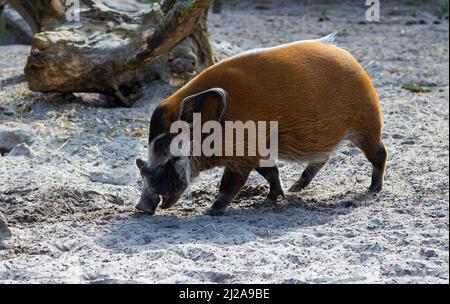 Roter Fluss Pinsel Schwein in einem Savanne Reserve auf der Suche nach Nahrung in einem Zoo namens Safaripark Beekse Bergen in Hilvarenbeek, Noord-Brabant, der Neth Stockfoto