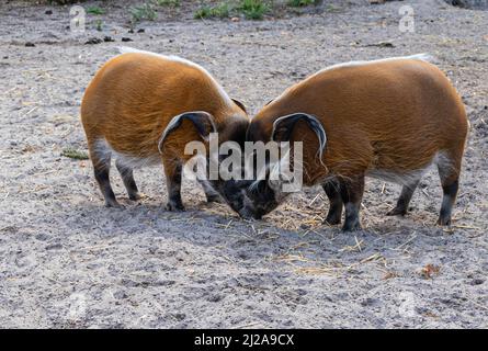 Zwei rote Flussschweine kuscheln in einem Savannenreservat auf der Suche nach Nahrung in einem Zoo namens Safaripark Beekse Bergen in Hilvarenbeek, Noord-Brabant, der Ne Stockfoto