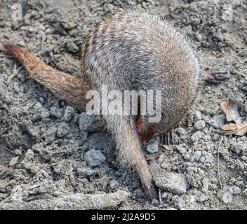 Der gestreifte Mungo wäscht in seinem Savannenreservat in einem Zoo namens Beekse Bergen in Hilvarenbeek, Noord-Brabant, Niederlande Stockfoto