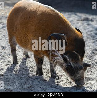 Roter Fluss Pinsel Schwein in einem Savanne Reserve auf der Suche nach Nahrung in einem Zoo namens Safaripark Beekse Bergen in Hilvarenbeek, Noord-Brabant, der Neth Stockfoto