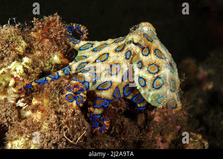 Blueringelter Oktopus (Hapalochlaena lunulata), hochgiftig, Raja Ampat, Irian Jaya, West-Papua, Indonesien Stockfoto