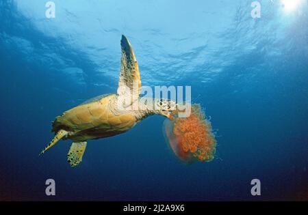 Falkenschildkröte (Eretmochelys imbricata), die sich auf Quallen (Cephea cephea), Cozumel Island, Yucatan, Mexiko, ernährt Stockfoto