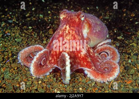 Curled Octopus (Eledone cirrhosa), Stamnes, Vaksdal, Hordaland, Norwegen Stockfoto