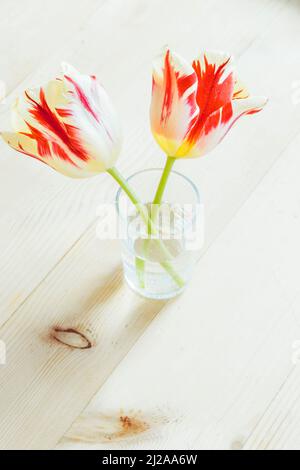 Eine kleine Glasvase mit zwei bunten Tulpenblüten in voller Blüte. Stockfoto