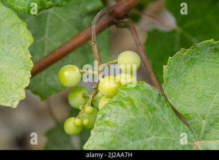 Vitis vinifera, junge unreife grüne Weinrebenpflanze mit Trauben, gemeinsamen Weinrebenblättern, im Garten selbst angebaut Stockfoto