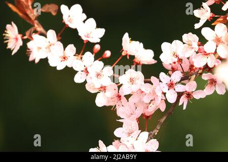 Frühlingsblüte im Park, schöne weiße Blumen auf blühendem Baum Stockfoto