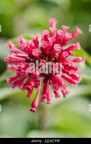 Centranthus ruber, auch bekannt als rote Baldrian- oder Spornvalerian-Zierblume in einem Garten Stockfoto