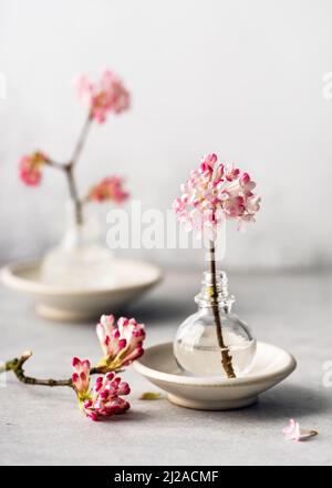 Rosa-weiße Schneeballblüte mit Efeu-Blättern in einer Minivase aus Glas. (Viburnum farreri). Inneneinrichtung und Dekorkonzept. Speicherplatz kopieren. Stockfoto