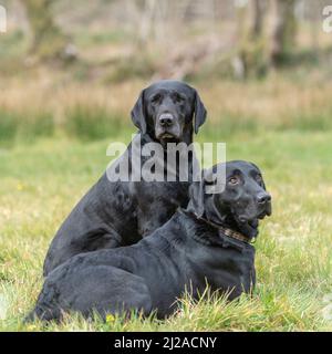 zwei schwarze Labrador retriever Stockfoto