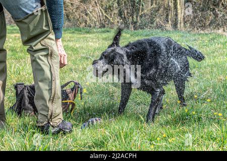 Schwarzer labrador Retriever Hund schüttelt nach einem Wasserrücklauf Stockfoto