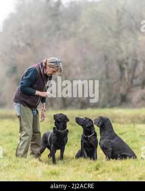 Training eines schwarzen labrador Retriever Hundes Stockfoto