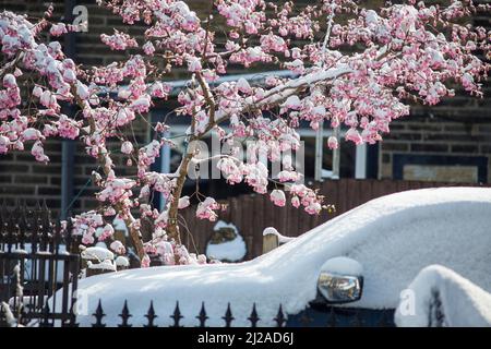 Queensbury, Bradford, West Yorkshire, Großbritannien. 31.. März 2022. Wetter in Großbritannien. Ein kalter, verschneiter Morgen in der West Yorkshire-Stadt Queensbury, in der Nähe von Bradford, England, Großbritannien. Queensbury ist ein großes Dorf im Metropolbezirk Bradford, West Yorkshire, England. Queensbury liegt an einem hohen Aussichtspunkt über Halifax, Clayton und Thornton und überblickt Bradford selbst und ist eine der höchsten Gemeinden in England. Kredit: Windmill Images/Alamy Live Nachrichten Stockfoto