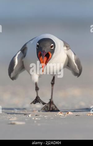 Laughing Gull, Larus atricilla, Erwachsene aggresive Display Florida, USA March Stockfoto