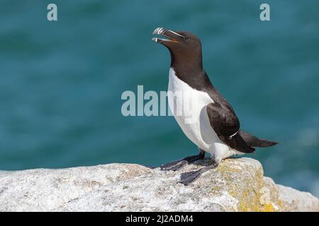 Razorbill, Alca torda, Erwachsener, der sich auf einem Felsvorsprung ausruht. Mai, Great Saltee, Co Wexford, Irland Stockfoto