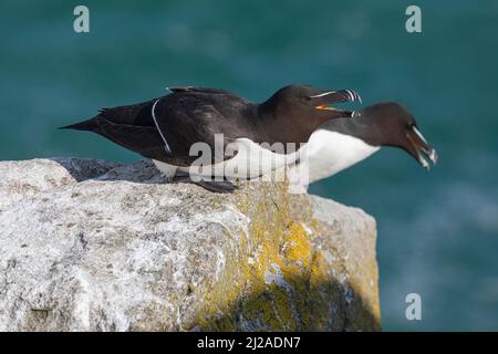 Razorbill, Alca torda, Paar Erwachsene auf felsigen Ausbissen. Mai, Great Saltee, Co Wexford, Irland Stockfoto