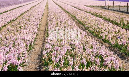 Blumenfelder in Holland. Duftende rosa Hyazinthen in Reihen. Ort: Noordwijk, Niederlande Stockfoto