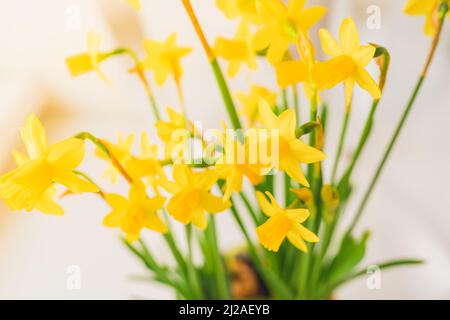Blumenstrauß aus Frühlingsnarzissen Zwiebelpflanzen für Garten- und Vorstadtterrassendekor, leuchtend gelbe Blütenblätter auf verschwommenem Hintergrund. Gelbe Blüten Narzissen Stockfoto