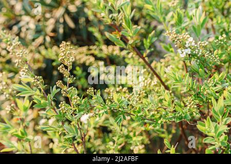 spirea-Strauch blüht in kleinen weißen Büscheln. Zarte kleine Blüten werden in Büschel auf verschwommenem Hintergrund von frühlingsgrünem Laub gesammelt Stockfoto