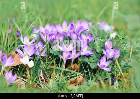 Lila Krokus Frühlingsblumen auf verschwommenem Gras Hintergrund blüht im frühen Frühjahr Stockfoto