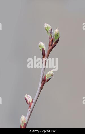 Branche mit einer neuen Knospe einer jungen Heidelbeerpflanze, der nördlichen Hochbusch-Heidelbeere Stockfoto