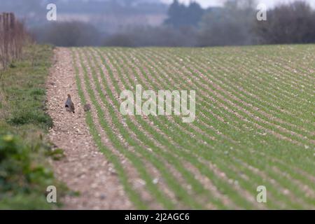 Grauer Rebhuhn (Perdix perdix), männlich, der das Weibchen durch Randbeschnitt bewacht, Feld Wells Norfolk GB, Großbritannien, März 2022 Stockfoto