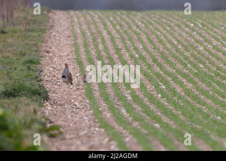 Grauer Rebhuhn (Perdix perdix), männlich, der das Weibchen durch Randbeschnitt bewacht, Feld Wells Norfolk GB, Großbritannien, März 2022 Stockfoto