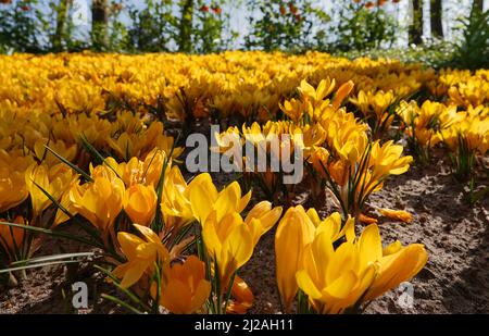 Ein großes Feld mit gelben Krokussen. Der Crocus flavus (gelber Krokus, gelber holländischer Krokus oder Schneekrokus) gehört zur Familie Iridacea. Stockfoto