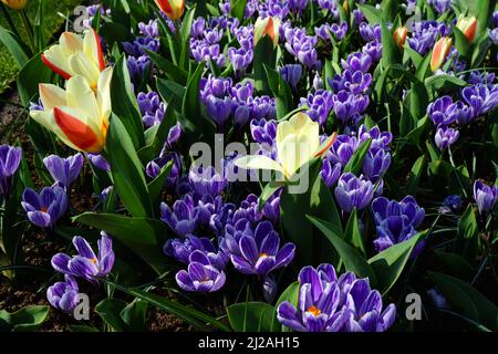 Ein großes Feld mit violett-weiß gestreiften Krokussen kombiniert mit einer sehr kleinen frühen Tulpe, einer gelb-roten Tulipa Clusiana (wahrscheinlich Sorte Cynthia) Stockfoto