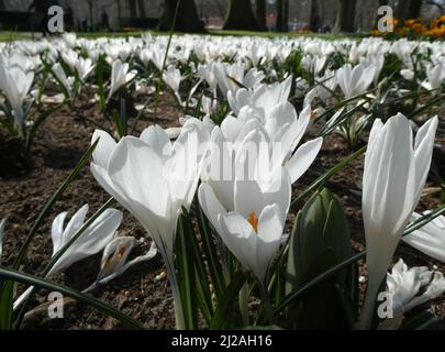 Ein großes Feld mit weißen Krokussen. Der Crocus gehört zur Familie Iridacea. Stockfoto