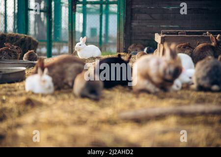 Niedliche entzückende Kaninchen Hasen umarmen zusammen in einem Bauernhof. Löcher in den Boden gegraben ist ihr Zuhause. Hochwertige Fotos Stockfoto